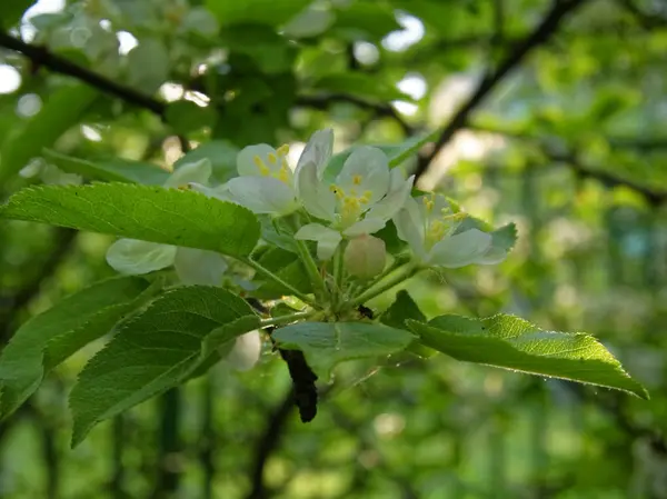 Λουλούδια από νεαρό δέντρο μηλιάς στο άνοιξη — Φωτογραφία Αρχείου