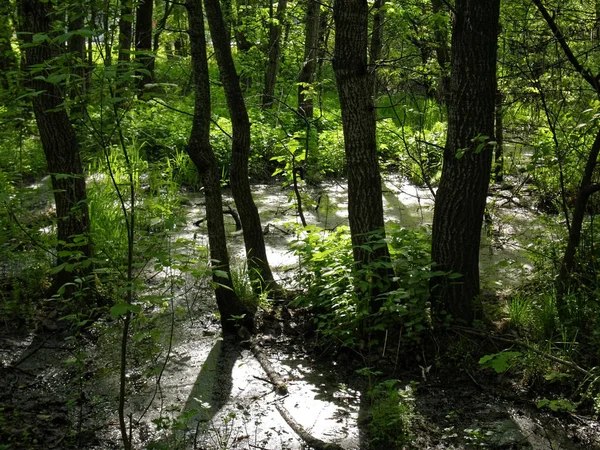 Parte inundada del bosque en primavera — Foto de Stock