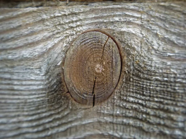 Macro textura de madera cortada en verano —  Fotos de Stock