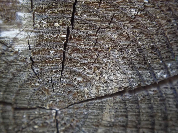 Corte macro textura de madeira no verão — Fotografia de Stock