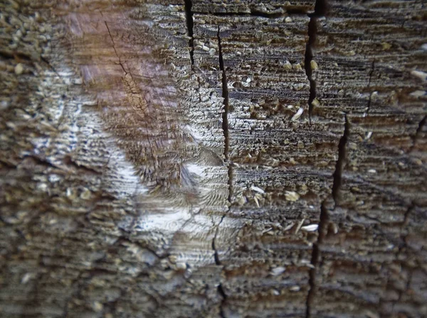 Vágott fa textúra makró, nyár — Stock Fotó