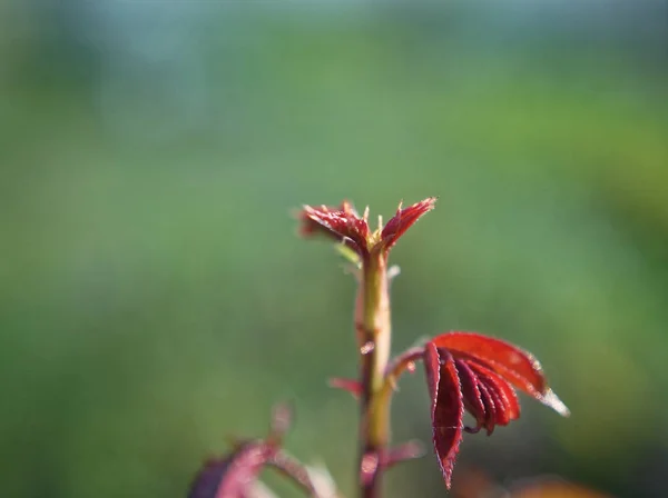 Bahçe, makro sonbaharda gül fışkın — Stok fotoğraf
