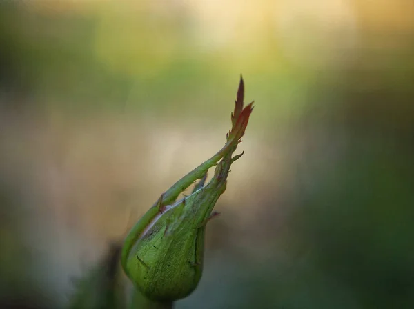 Botão de rosa não aberto no jardim no verão macro — Fotografia de Stock