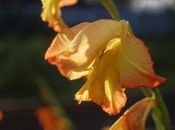 Orange gladiolus flower in summer in macro garden — Stock Photo, Image