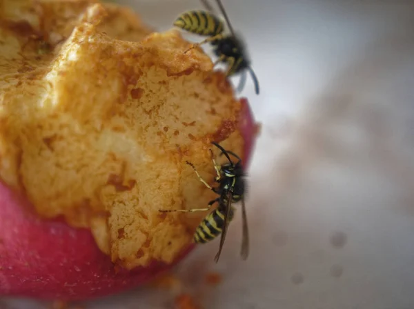 Vespa na mesa comer uma maçã — Fotografia de Stock