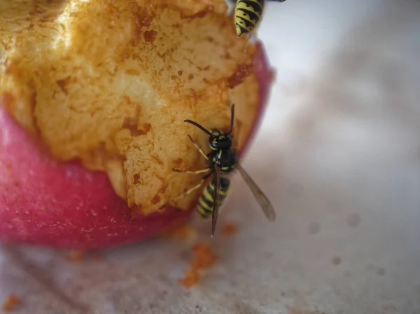 Vespa na mesa comer uma maçã — Fotografia de Stock