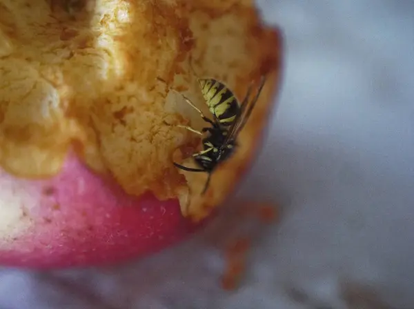 Vespa na mesa comer uma maçã — Fotografia de Stock