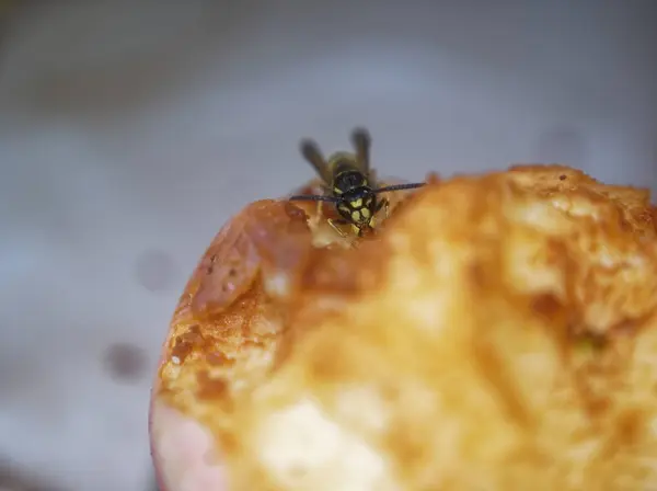 Wespe auf dem Tisch isst einen Apfel — Stockfoto