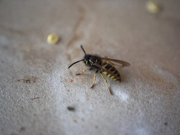 Vespa na mesa comer uma maçã — Fotografia de Stock