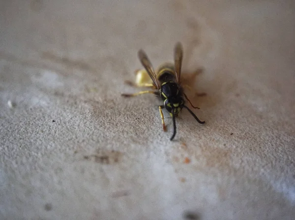 Vespa na mesa comer uma maçã — Fotografia de Stock