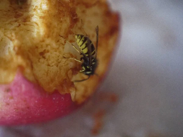 Vespa na mesa comer uma maçã — Fotografia de Stock