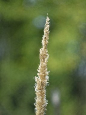 Bahçedeki mum şeklinde çimen