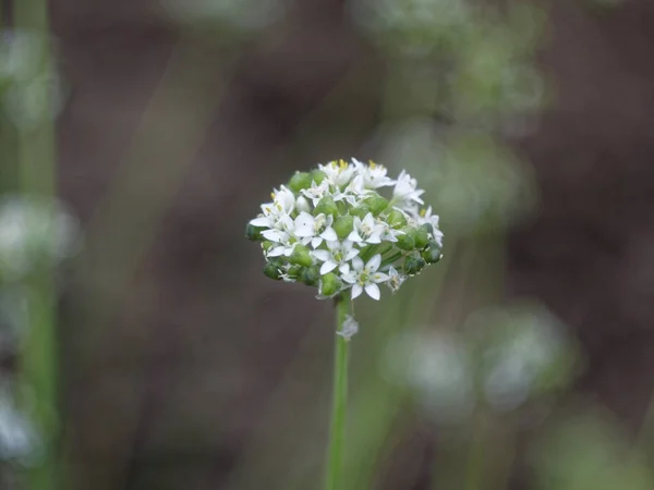 White flowers of onions in the fall garden — Stock Photo, Image