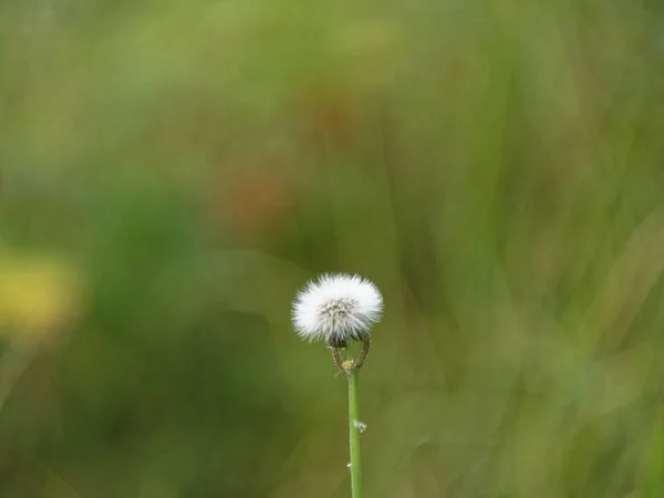 Flores brancas e amarelas de dente-de-leão — Fotografia de Stock