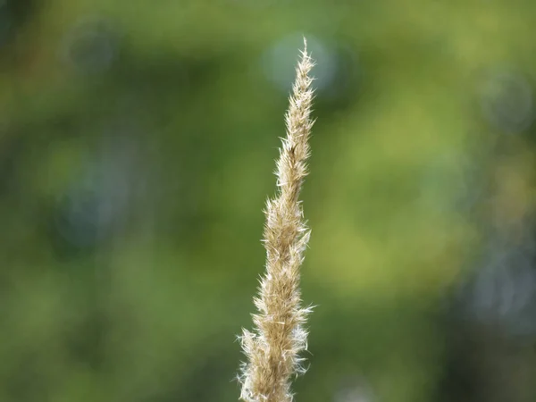 Bahçedeki mum şeklinde çimen — Stok fotoğraf