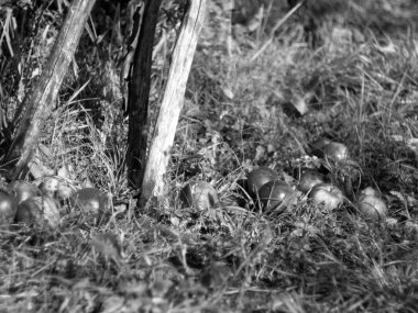 elma sonbaharda bir ağaçtan düşmüş