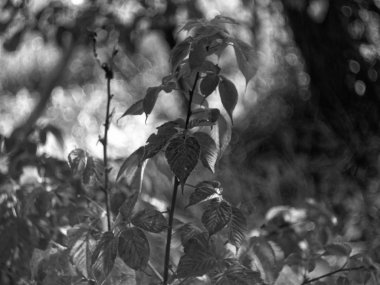 sonbaharda ahududu Fideler Bahçe