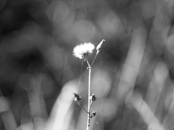 Yaz bahçesinde Karahindiba çiçeği — Stok fotoğraf
