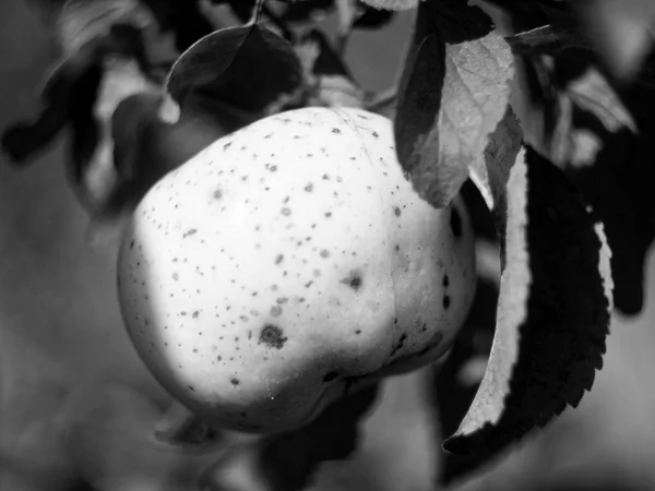 Apple na drzewie w jesień w ogrodzie — Zdjęcie stockowe