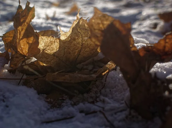 Folhas de bordo marrom na neve no inverno — Fotografia de Stock