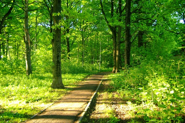 Asphalt track in the Park in spring — Stock Photo, Image