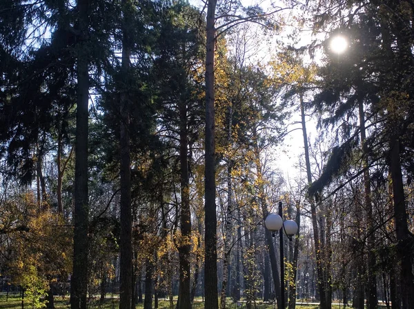 Dia ensolarado de outono no parque — Fotografia de Stock