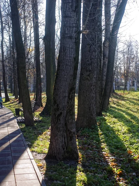 Día Soleado Otoño Parque Moscú — Foto de Stock