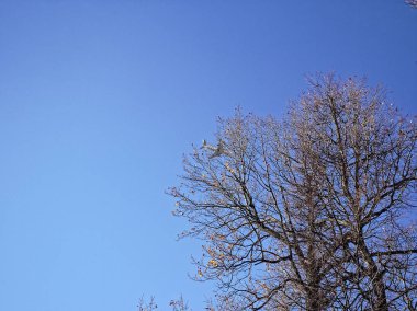 çam ağacı olmadan yeşillik bir açık sonbahar gününde