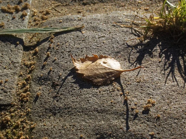 Feuille de bouleau se trouve sur le trottoir en automne — Photo