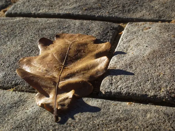 Дубовий лист лежить на тротуарі восени — стокове фото