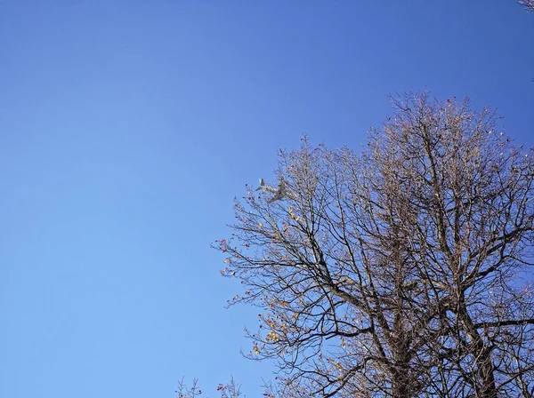 Arbre sans feuillage par un jour d'automne clair — Photo