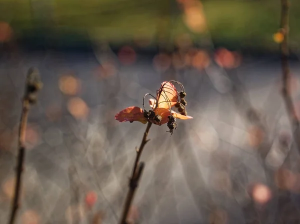 Gelbe Blätter an einem Zweig im Herbst — Stockfoto