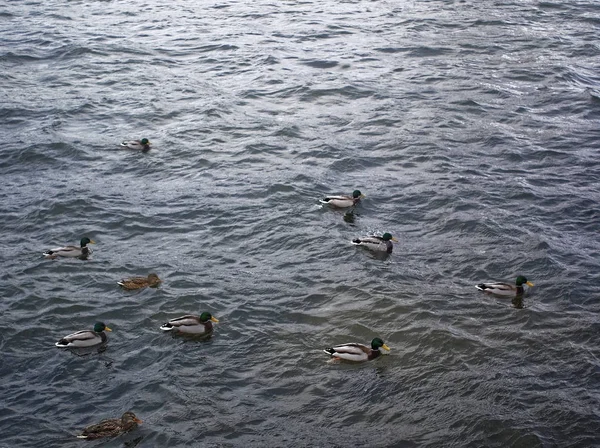 Canards Nagent Dans Rivière Novembre Mosco — Photo