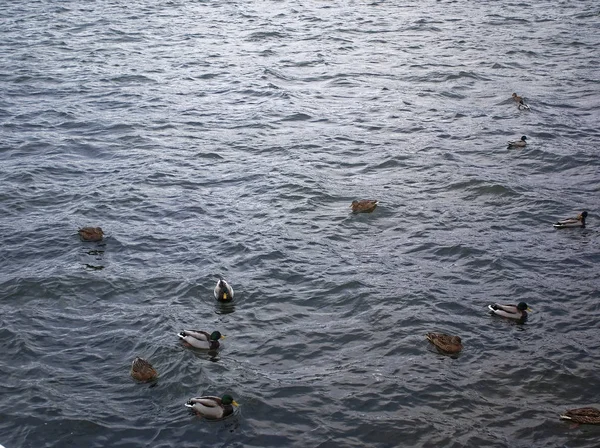 Anatre Nuotano Nel Fiume Novembre Mosco — Foto Stock