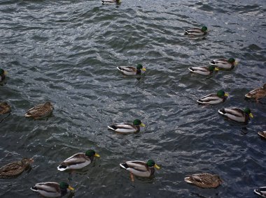 ördekler Kasım ayında Mosco nehirde yüzmek