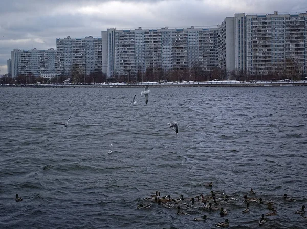 Качок Скупатися Річці Листопаді Моско — стокове фото