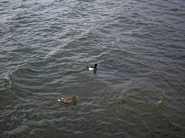 鸭子游泳在河里 11月 莫斯科 — 图库照片