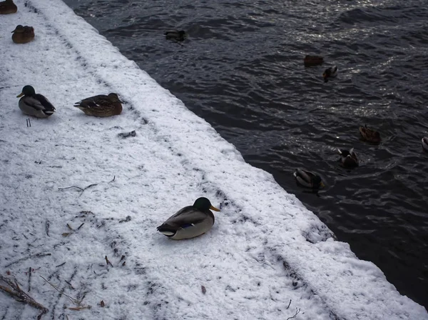 鸭子游泳在河里 11月 莫斯科 — 图库照片