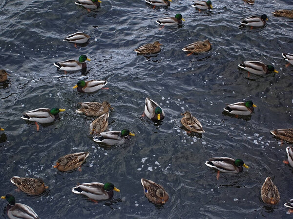 утки плавают в реке в ноябре, Mosco
