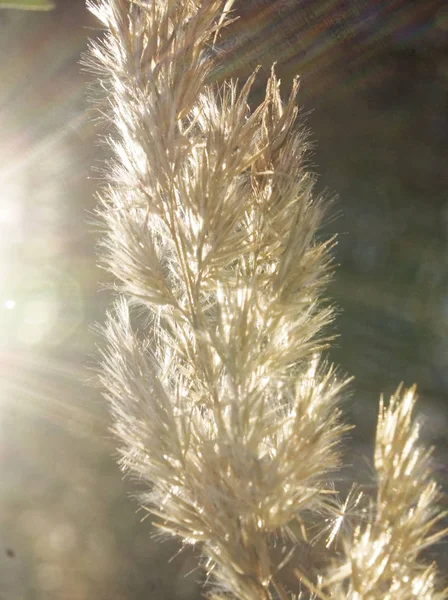 晴れた日に 失冬の葦の穂 — ストック写真