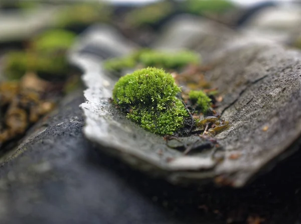 moss growing on the roof slate, Russi