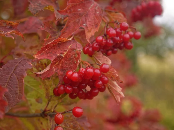 Ягоды Вибурнума Ветвях Осенью Русси — стоковое фото
