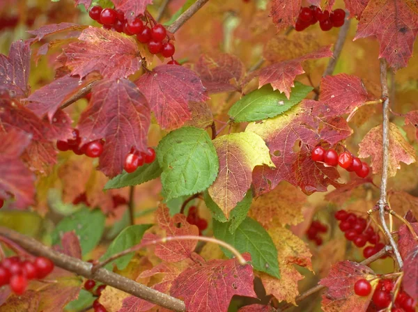 Ягоды Вибурнума Ветвях Осенью Русси — стоковое фото