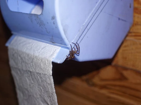 Αράχνη Κάθεται Ένα Ρολό Χαρτί Τουαλέτας Κοντά — Φωτογραφία Αρχείου
