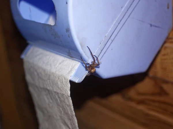 Araignée Assise Sur Rouleau Papier Toilette Près — Photo