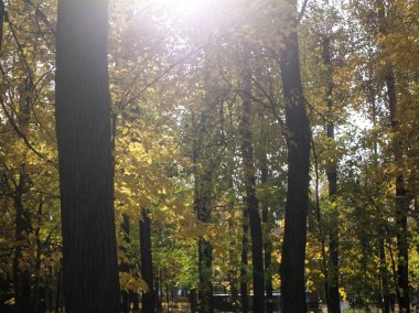 bulutsuz bir günde, Mosco parlak sarı sonbahar yaprakları