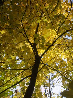 bulutsuz bir günde, Mosco parlak sarı sonbahar yaprakları