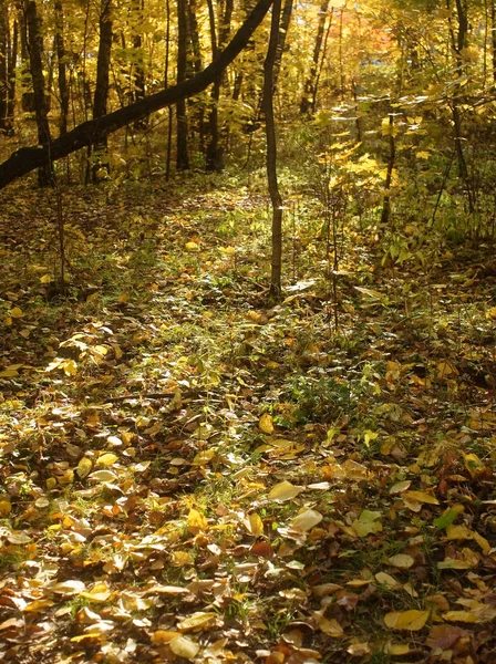 Jasny Żółty Autumn Odchodzi Pogodny Dzień Mosco — Zdjęcie stockowe