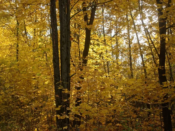 Jasny Żółty Autumn Odchodzi Pogodny Dzień Mosco — Zdjęcie stockowe