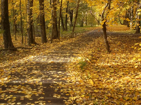 Jasny Żółty Autumn Odchodzi Pogodny Dzień Mosco — Zdjęcie stockowe